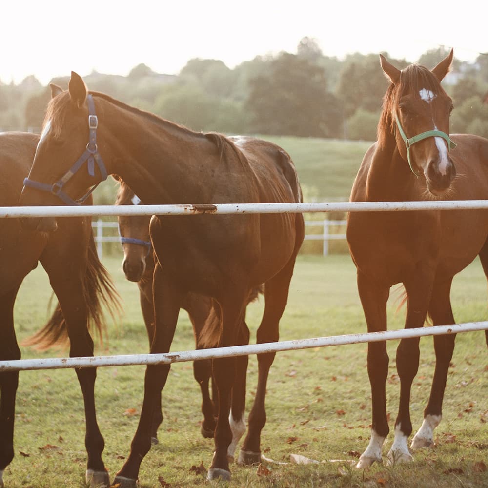 A group of horses standing near a white fence in a grassy field during sunset.