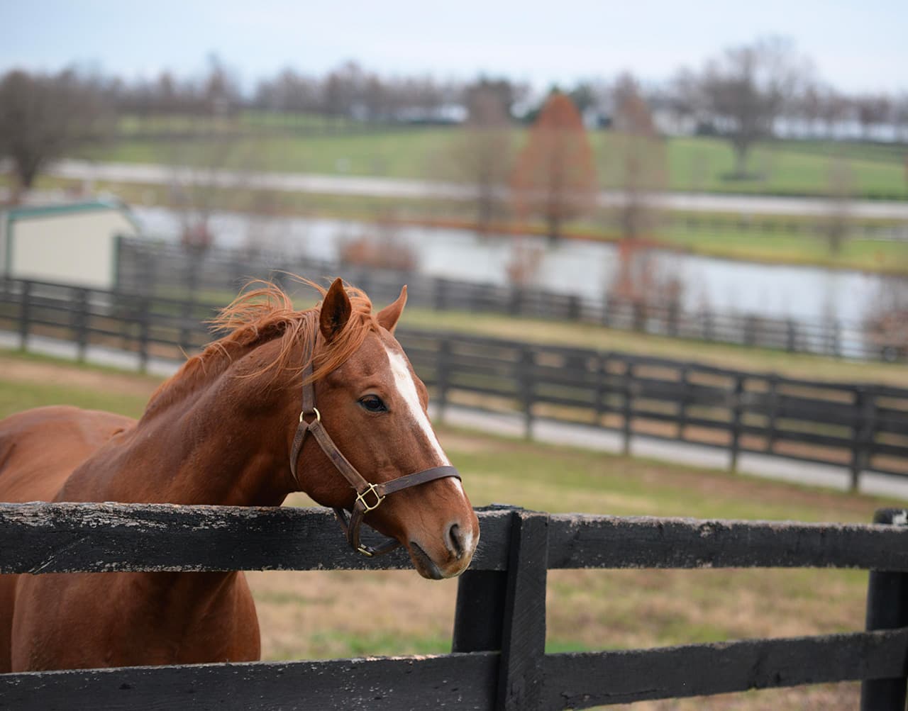 A chestnut horse leans over a black wooden fence with a grassy landscape and a pond in the background.
